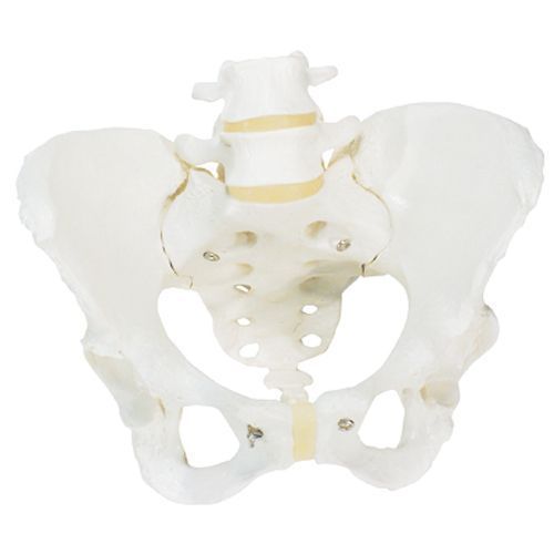 Squelette du bassin, féminin A61