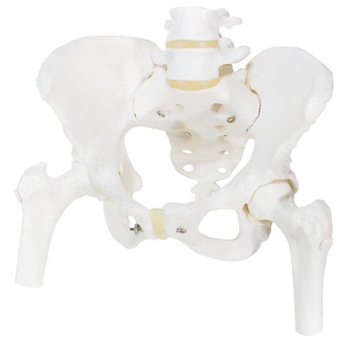 Squelette du bassin, féminin, avec moignons de fémur A62