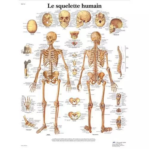 Planche anatomique Le squelette humain VR2113L