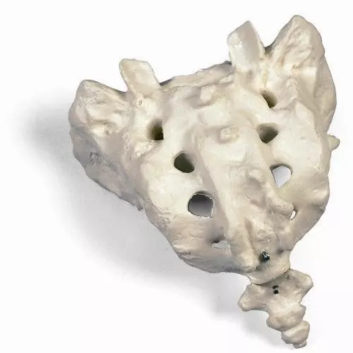 Sacrum et coccyx A70/6