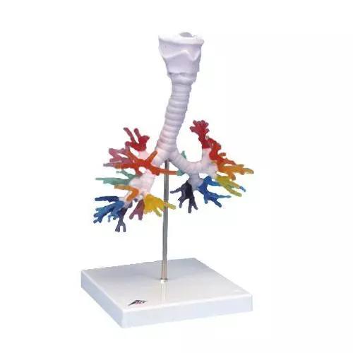 CT de l'arbre bronchique avec le larynx G23