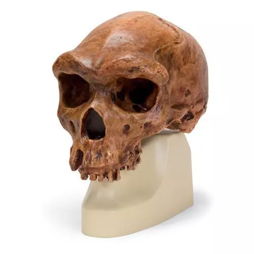 Homo sapiens rhodesiensis - Broken Hill ou Kabwe VP754/1