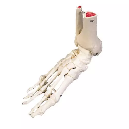 Squelette du pied avec moignon tibia et fibula (péroné) sur fil de fer, A31 3B Scientific