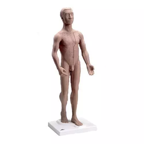 Figure d'acupuncture N20