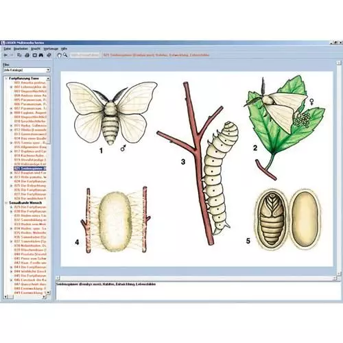 CD-ROM Le monde des papillons 3B Scientific W13537