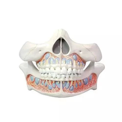 Modèle de dents de bébé Mediprem