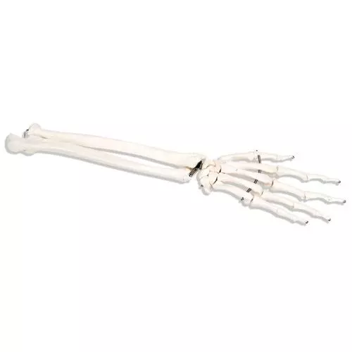 Squelette de la main avec radius et ulna, sur fil de fer, droit A41R