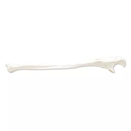 Ulna, gauche A45/2L