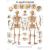 Planche anatomique Le squelette humain VR2113L