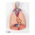 Poumon avec larynx en 7 parties G15 3B Scientific