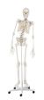 Squelette „Hugo“ avec colonne vertébrale flexible 3014 Erler Zimmer