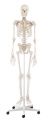 Squelette classique Willi sur roulettes 3001 Erler Zimmer