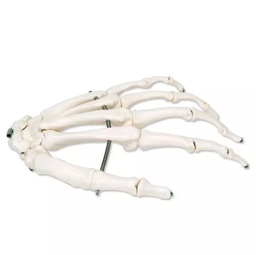 Squelette de la main sur fil de fer, gauche A40L
