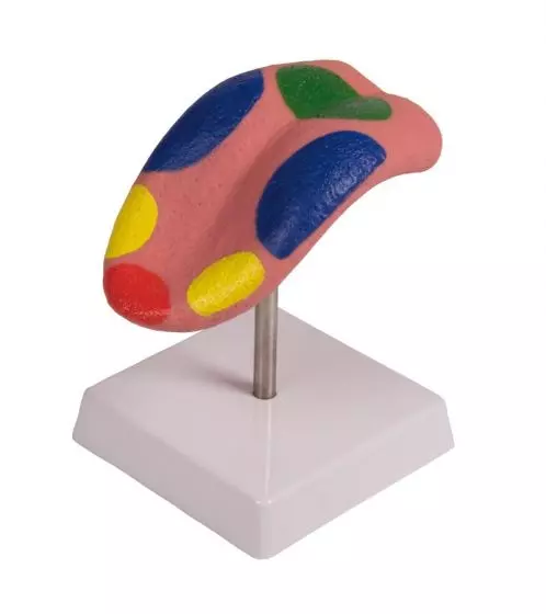 Modèle de langue humaine C67 Erler Zimmer