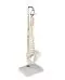 Colonne vertébrale miniature suspendue avec bassin 4002 Erler Zimmer