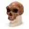 Homo sapiens rhodesiensis - Broken Hill ou Kabwe VP754/1