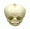 Modèle de crâne de fœtus 34 semaines 4747 Erler Zimmer
