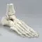 Modèle de squelette du pied avec début de tibia et péroné, numéroté 6054 Erler Zimmer