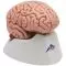 Cerveau classique en 5 parties C18 3B Scientific