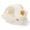 Crâne de chat (Felis catus) T30020