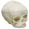 Crâne de fœtus 40 semaines démontable 4727 Erler Zimmer