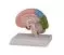 Section droite du cerveau humain avec représentation du cortex cérébral C221 Erler Zimmer