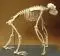 Squelette de chimpanzé w13604