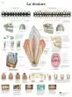 Planche anatomique La denture VR2263UU