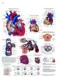 Planche anatomique Le cœur humain, Anatomie et physiologie VR2334UU