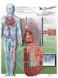 Planche anatomique Thrombose veineuse profonde VR2368L
