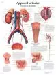 Planche anatomique Appareil urinaire, Anatomie et physiologie VR2514UU