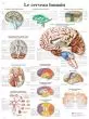 Planche anatomique Le cerveau humain VR2615UU