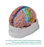 Cerveau en 5 parties avec régions et fonctions  C922 Erler Zimmer 