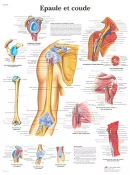 Planche anatomique Epaule et coude VR2170UU