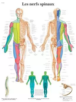 Planche anatomique Les nerfs spinaux VR2621UU