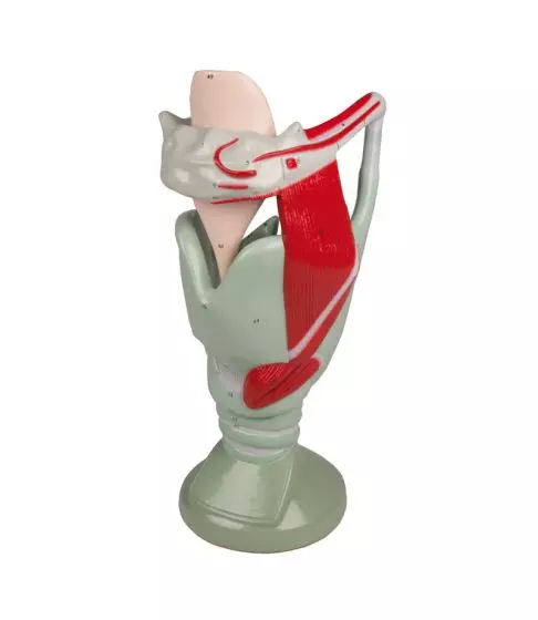 Modèle de Larynx Agrandi 4 fois Erler Zimmer G120