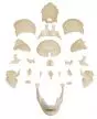 Crâne articulé Version Anatomique 22 pièces R4701 Erler Zimmer