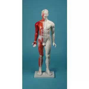 Modèle masculin d'acupuncture 80 cm 2050 Erler Zimmer