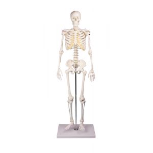 Squelette miniature Tom 3032 Erler Zimmer
