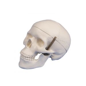 Modèle de crâne miniature en 3 parties 4650/1 Erler Zimmer