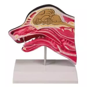 Tête de chien en coupe médianne Erler Zimmer