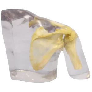 Fantôme radiographique de l'épaule Erler Zimmer