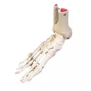 Squelette du pied avec moignon tibia et fibula (péroné) sur fil de fer, A31 3B Scientific