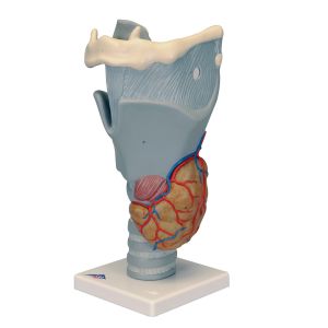 Modèle anatomique du larynx, agrandi 2,5 fois G20 3B Scientific