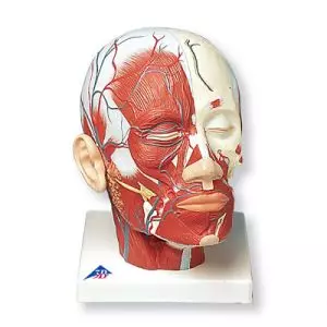 Musculature de la tête avec vaisseaux sanguins VB128