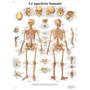 Planche anatomique Le squelette humain VR2113UU