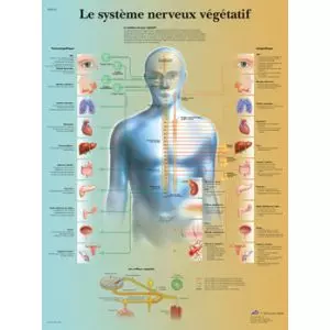 Planche anatomique Le système nerveux végétatif VR2610UU