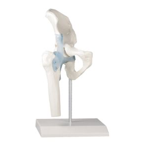 Articulation de la hanche avec des ligaments Erler Zimmer