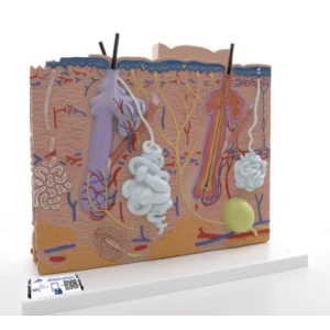 Modèle anatomique de peau en 3 parties J16