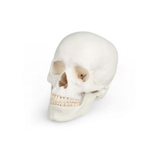 Modèle de crâne 3 parties 4500 Erler Zimmer